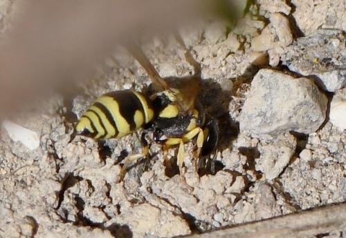 Antepipona sp.